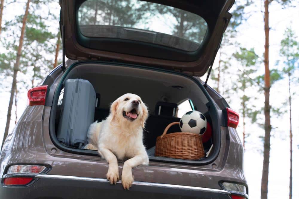 Traveling with Furry Friends: Tips for Stress-Free Journeys